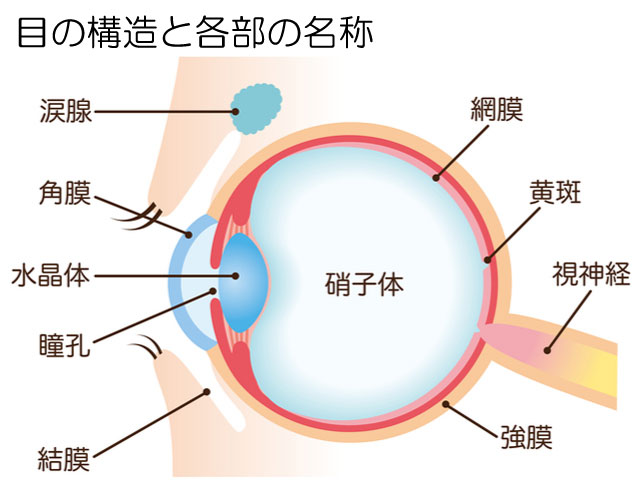 驚きの価格 乱視を見るハンカチ - fonotecanacional.gob.mx